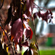 Illustration for article titled Shooting Challenge Fall Leaves Gallery 7